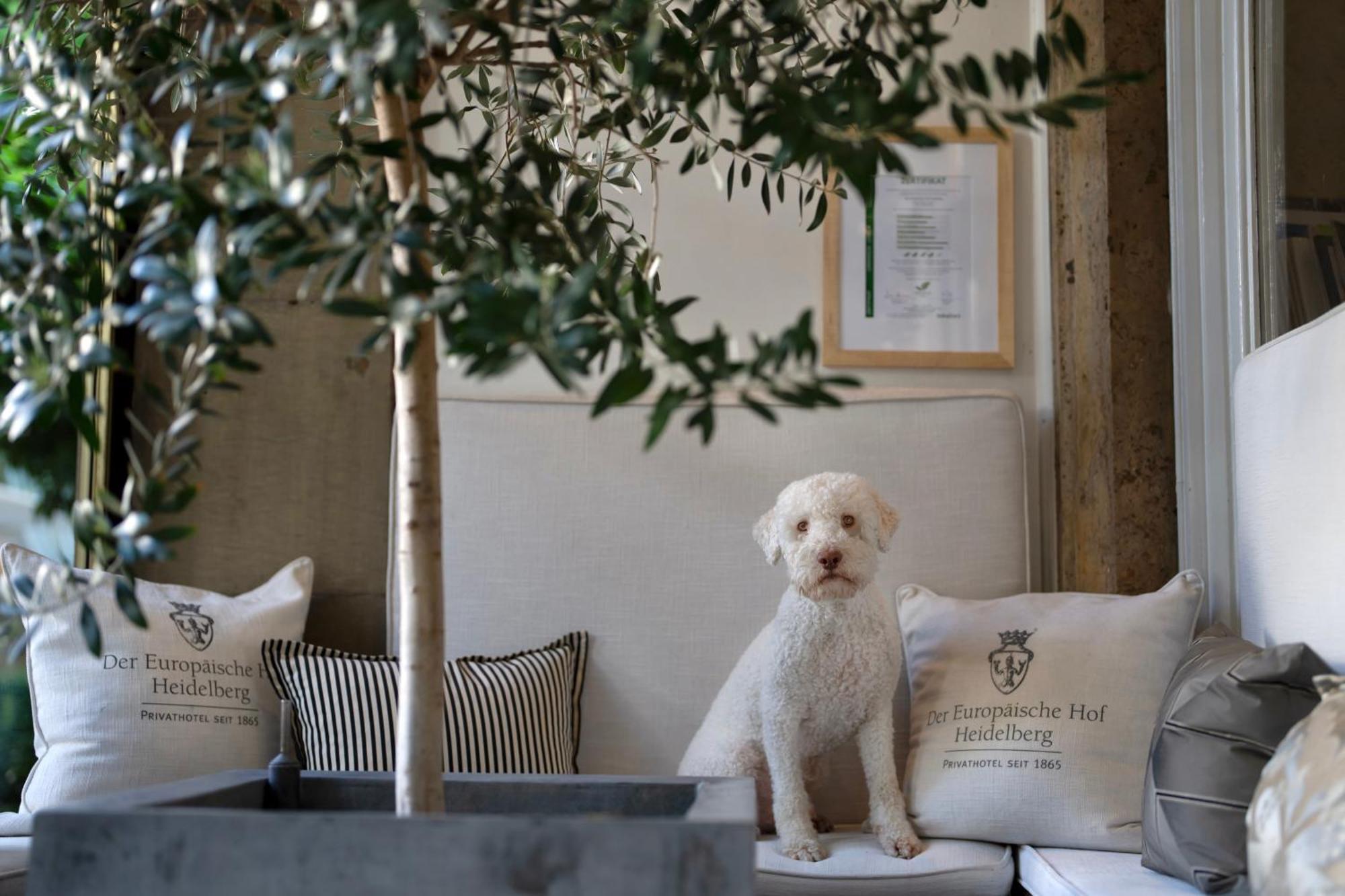 Hotel Europaeischer Hof Heidelberg, Bestes Hotel Deutschlands In Historischer Architektur Екстер'єр фото A young Spanish Water Dog